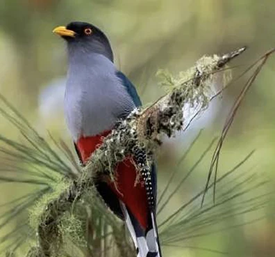 Documentación de especies