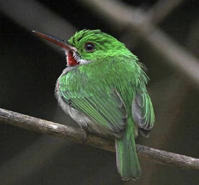 Aves